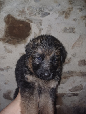 Chiot N°3