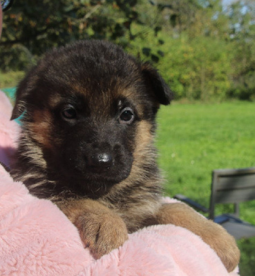 CHIOT 7