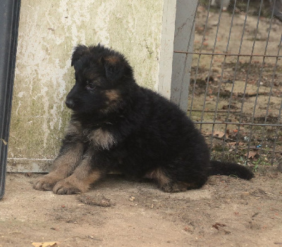 CHIOT 2