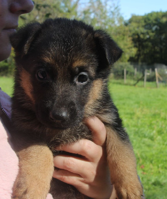 CHIOT 6