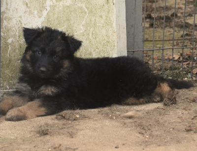 CHIOT 4