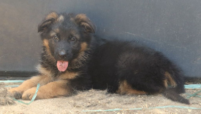 CHIOT 2