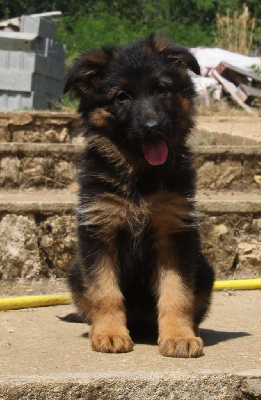 CHIOT 4