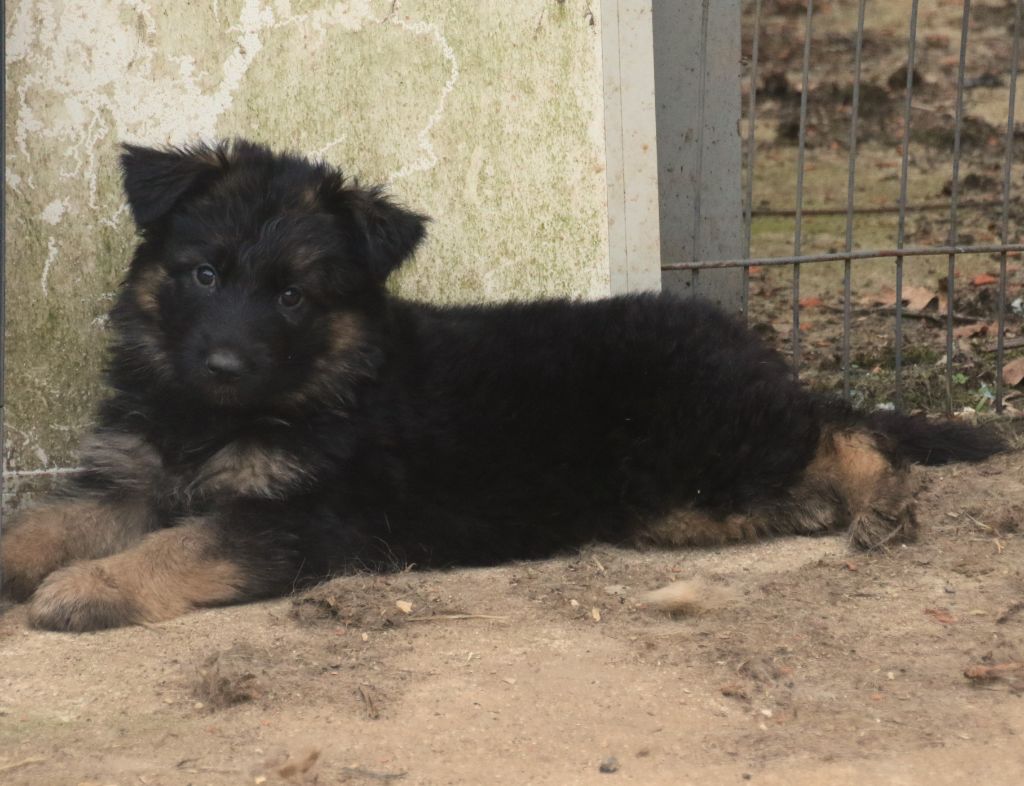du Domaine de la Phoenix Doree - Chiots disponibles - Berger Allemand Poil Long