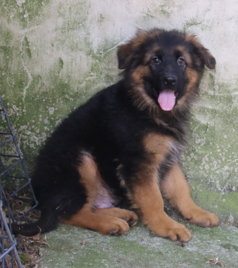 du Domaine de la Phoenix Doree - Chiots disponibles - Berger Allemand