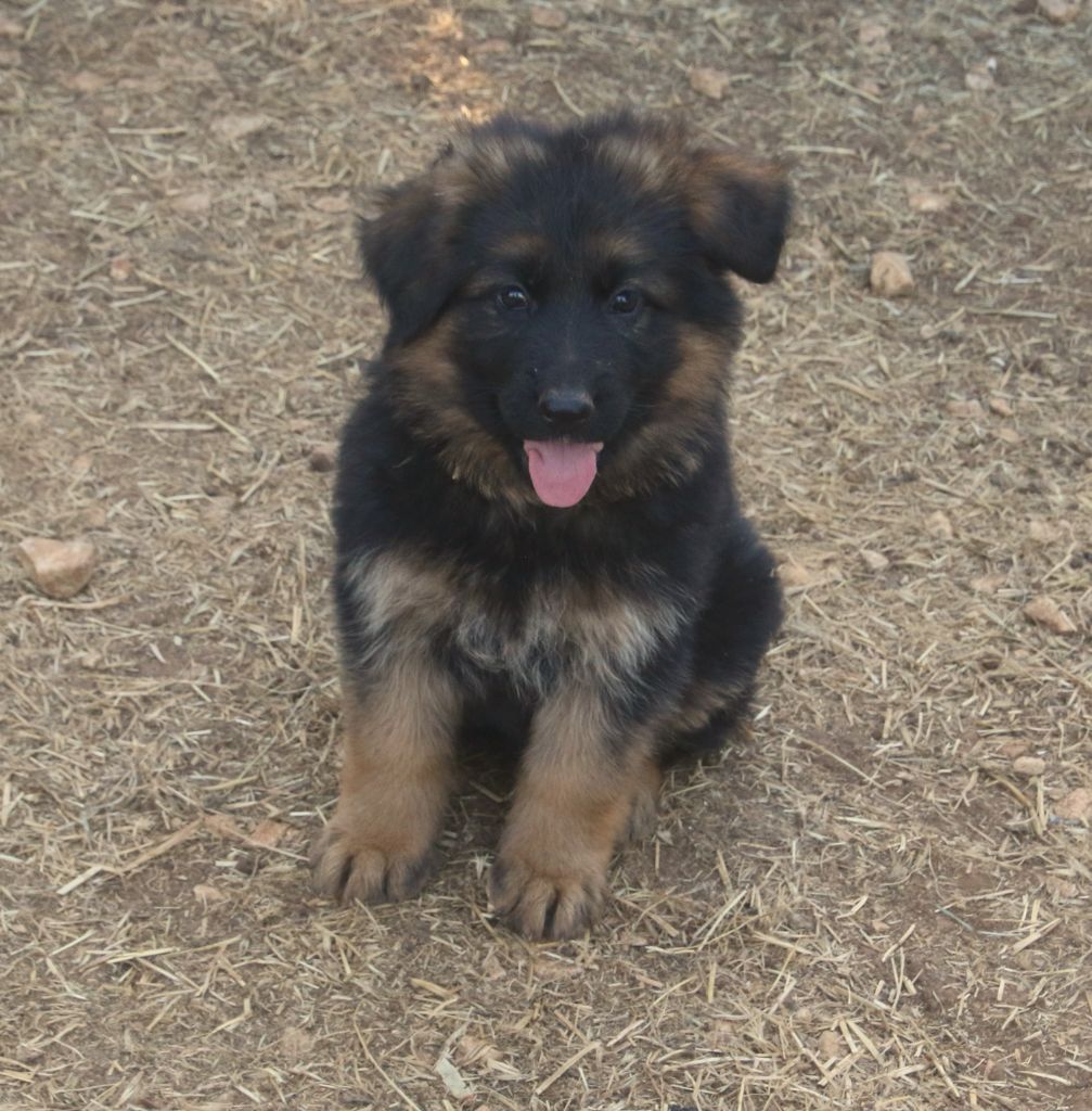 du Domaine de la Phoenix Doree - Chiots disponibles - Berger Allemand