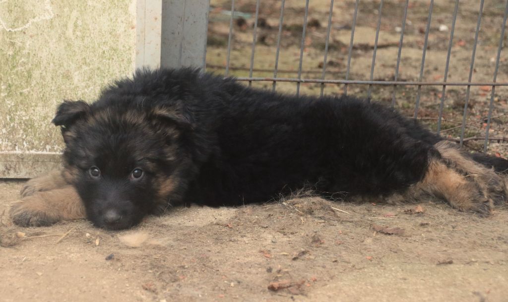 du Domaine de la Phoenix Doree - Chiots disponibles - Berger Allemand Poil Long