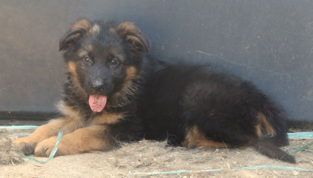 du Domaine de la Phoenix Doree - Chiots disponibles - Berger Allemand Poil Long