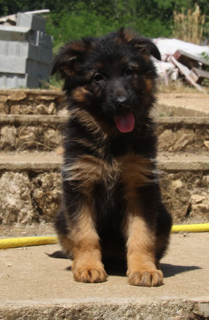 du Domaine de la Phoenix Doree - Chiots disponibles - Berger Allemand Poil Long