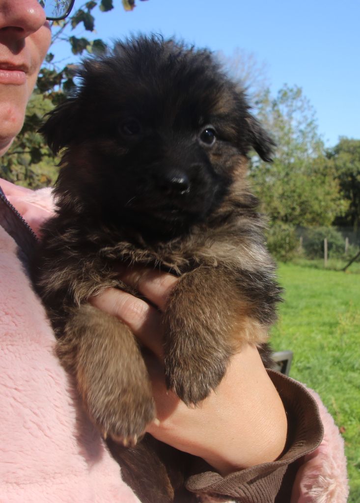 du Domaine de la Phoenix Doree - Chiots disponibles - Berger Allemand