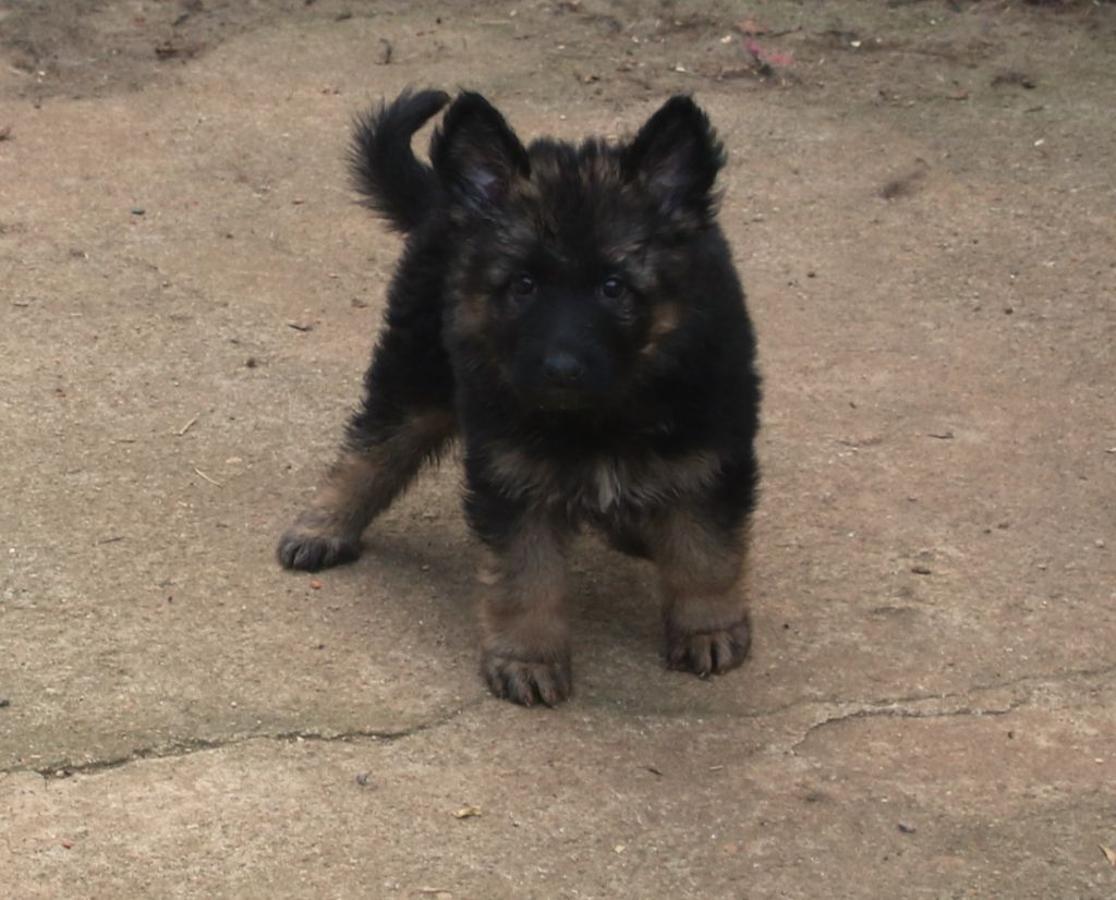 du Domaine de la Phoenix Doree - Chiots disponibles - Berger Allemand Poil Long