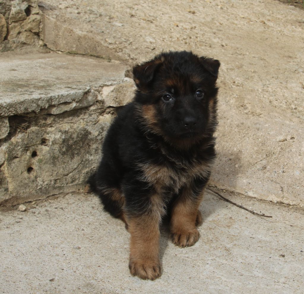 du Domaine de la Phoenix Doree - Chiots disponibles - Berger Allemand