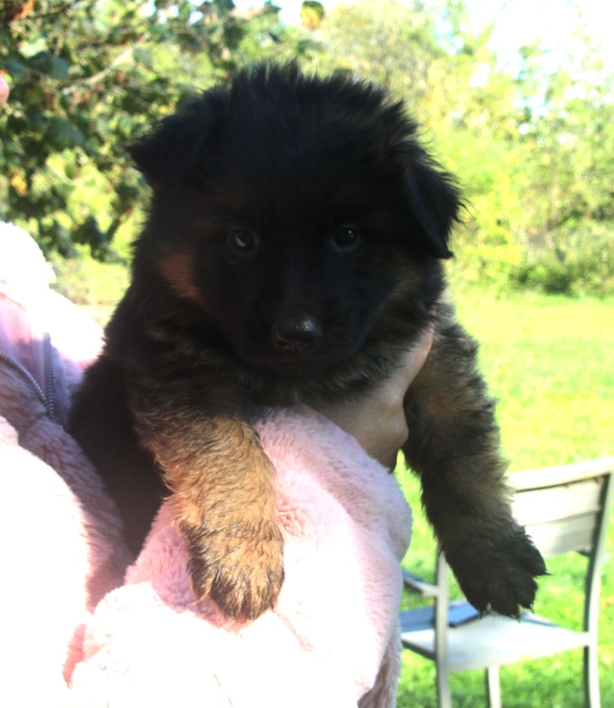 du Domaine de la Phoenix Doree - Chiots disponibles - Berger Allemand